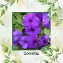 185 Semillas Orgánicas De Flor Petunia Azul Violeta