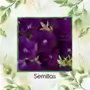 185 Semillas Orgánicas De Flor Petunia Azul Violeta