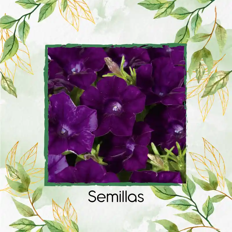 185 Semillas Orgánicas De Flor Petunia Azul Violeta