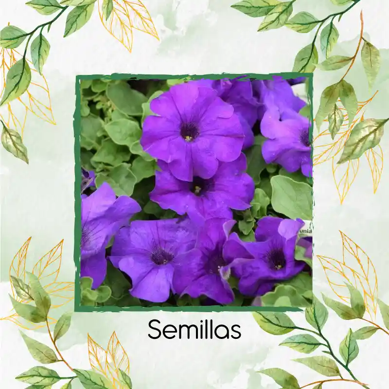 1.480 Semillas Orgánicas De Flor Petunia Azul Violeta