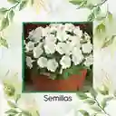 10.000 Semillas Orgánicas De Flor Petunia Enana Blanca