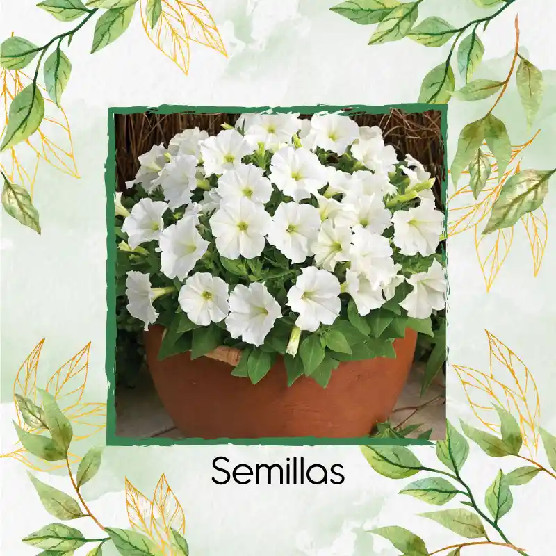 10.000 Semillas Orgánicas De Flor Petunia Enana Blanca