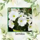 10.000 Semillas Orgánicas De Flor Petunia Enana Blanca