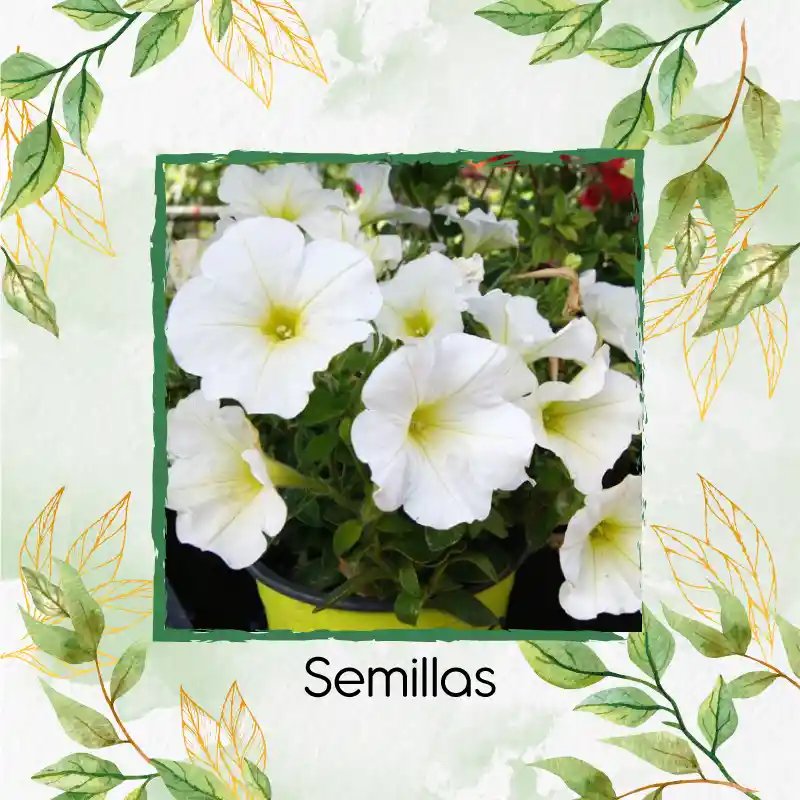 10.000 Semillas Orgánicas De Flor Petunia Enana Blanca