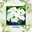 10.000 Semillas Orgánicas De Flor Petunia Enana Blanca
