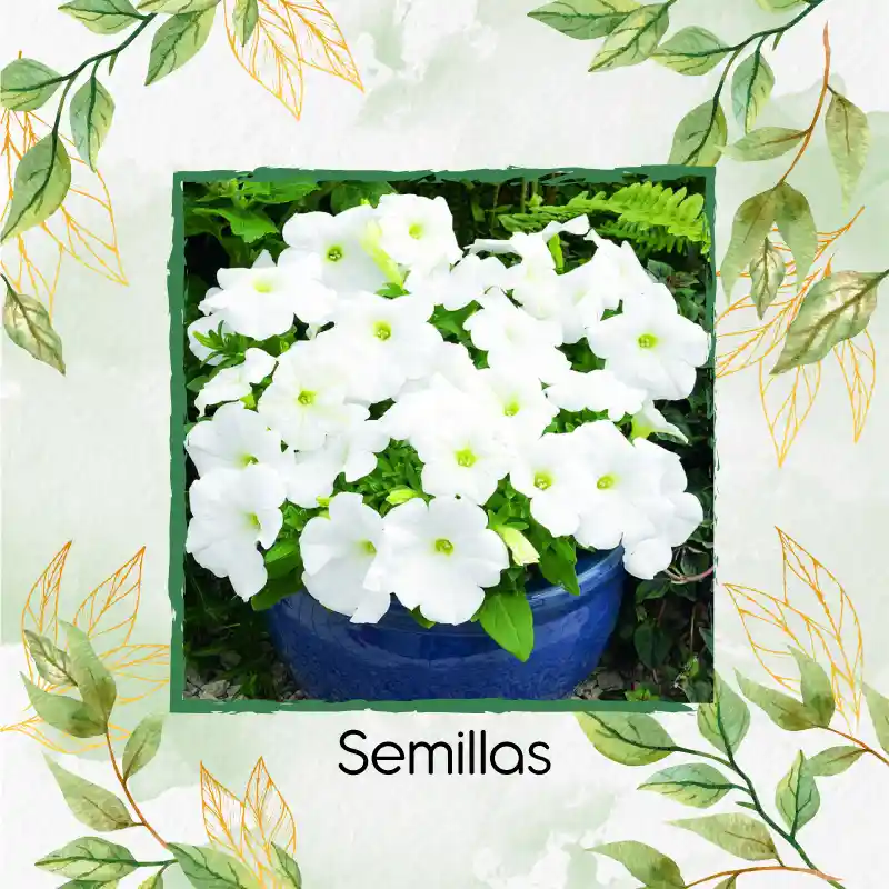 10.000 Semillas Orgánicas De Flor Petunia Enana Blanca