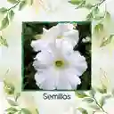 10.000 Semillas Orgánicas De Flor Petunia Enana Blanca