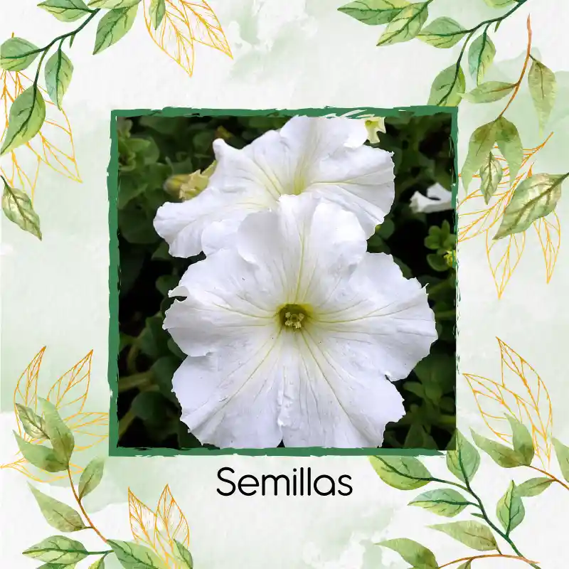10.000 Semillas Orgánicas De Flor Petunia Enana Blanca