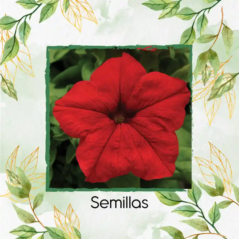 370 Semillas Orgánicas De Flor Petunia Roja