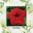 3.750 Semillas Orgánicas De Flor Petunia Roja
