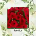 3.750 Semillas Orgánicas De Flor Petunia Roja