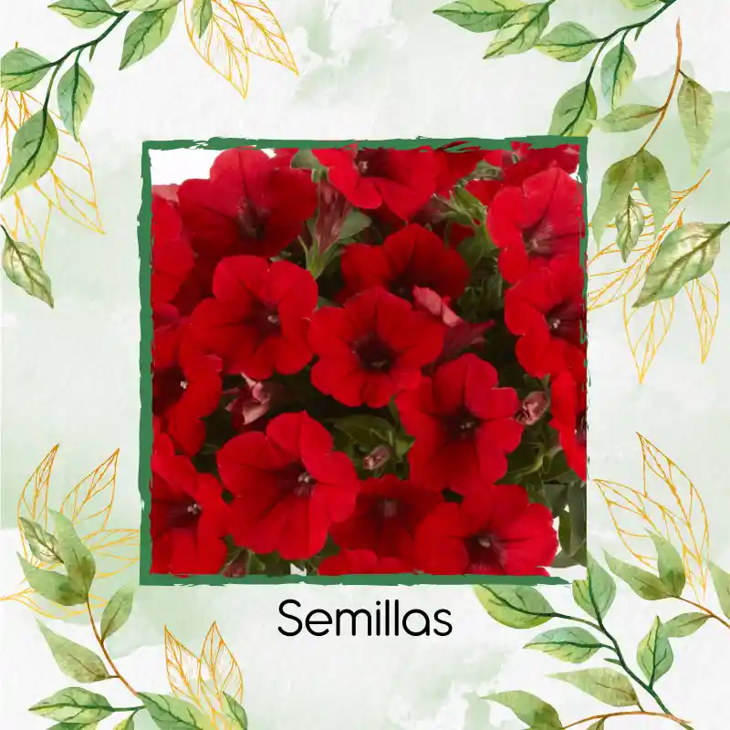 3.750 Semillas Orgánicas De Flor Petunia Roja