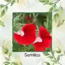 3.750 Semillas Orgánicas De Flor Petunia Roja