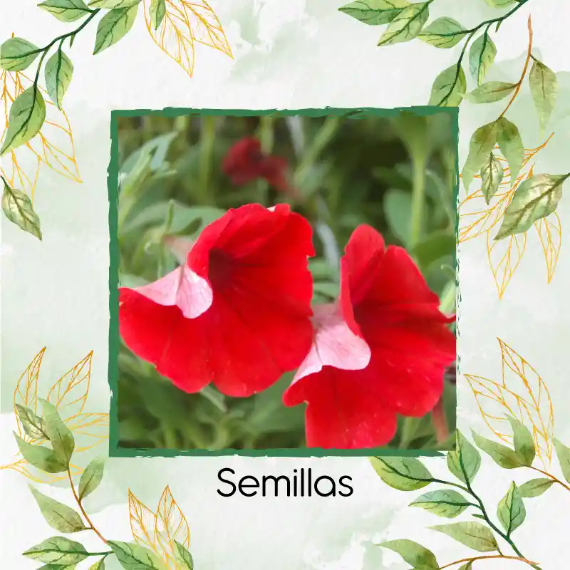 3.750 Semillas Orgánicas De Flor Petunia Roja