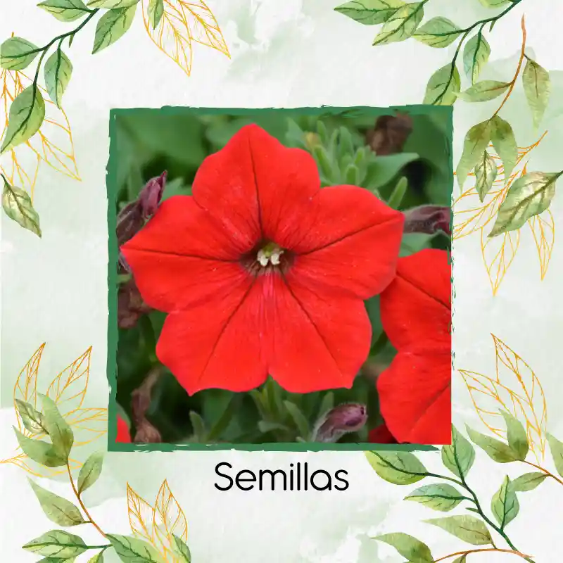 7.500 Semillas Orgánicas De Flor Petunia Roja