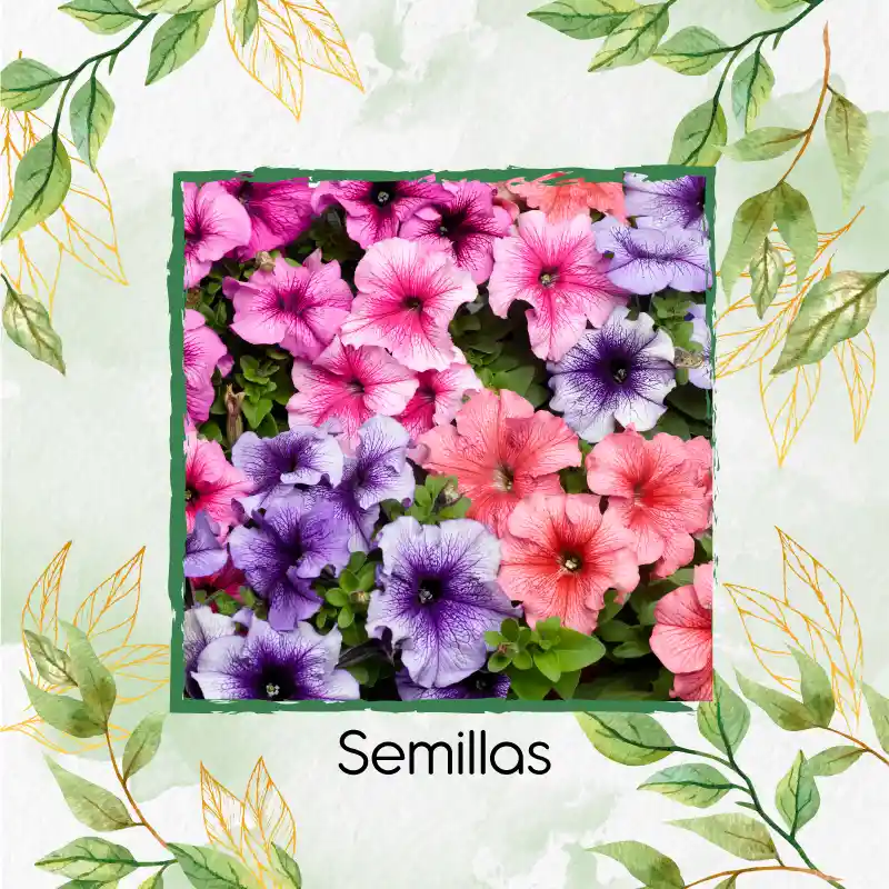 250 Semillas Orgánicas De Flor Petunia Mezcla