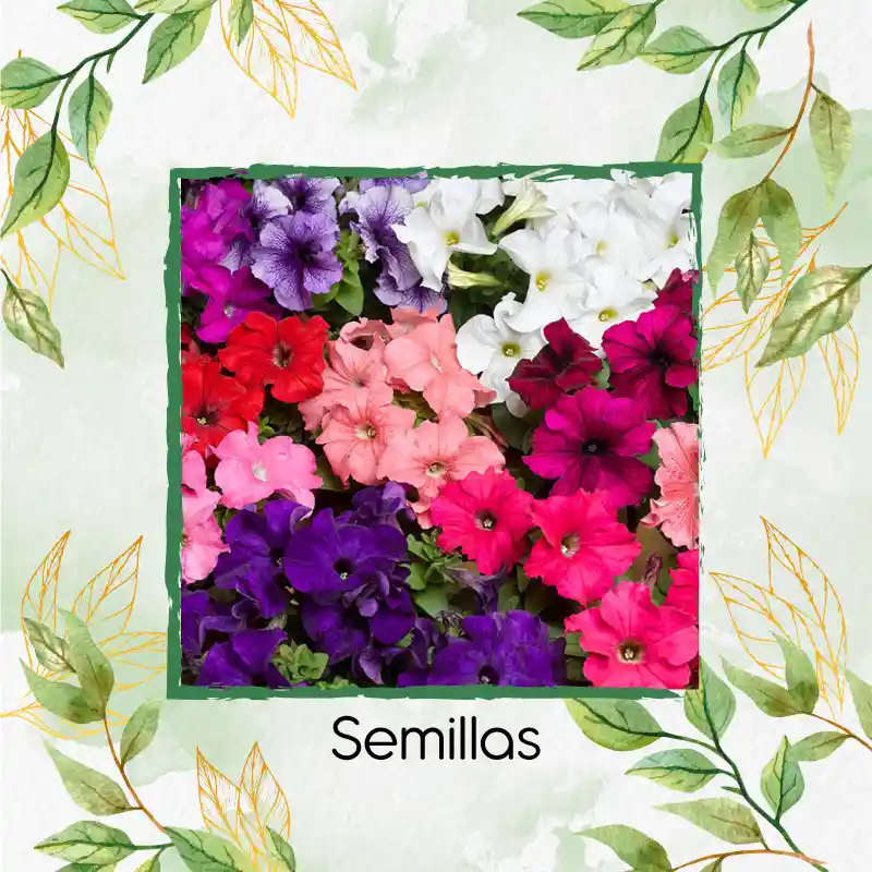 250 Semillas Orgánicas De Flor Petunia Mezcla