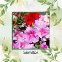 500 Semillas Orgánicas De Flor Petunia Mezcla