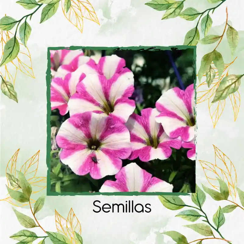 500 Semillas Orgánicas De Flor Petunia Mezcla