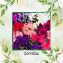 10.000 Semillas Orgánicas De Flor Petunia Mezcla