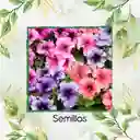 10.000 Semillas Orgánicas De Flor Petunia Mezcla