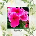 185 Semillas Orgánicas De Flor Petunia Rosa