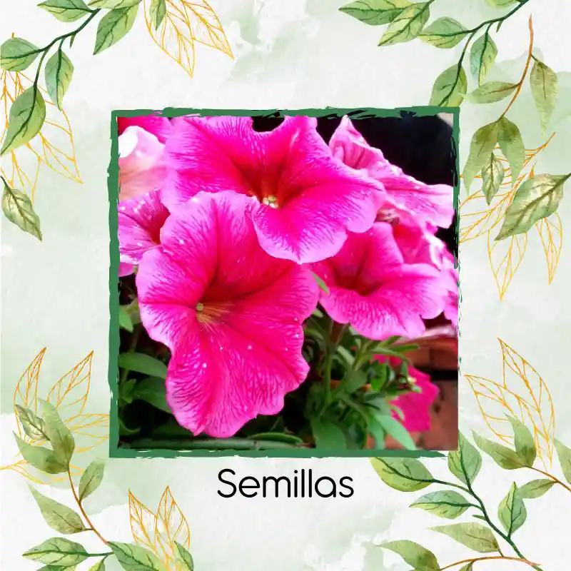 185 Semillas Orgánicas De Flor Petunia Rosa