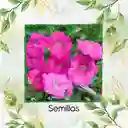 185 Semillas Orgánicas De Flor Petunia Rosa