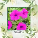 185 Semillas Orgánicas De Flor Petunia Rosa