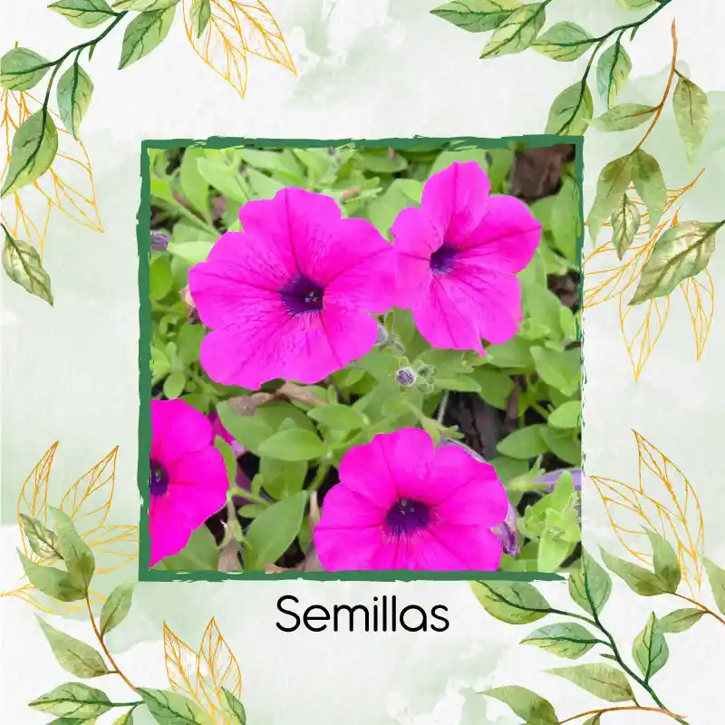 1.500 Semillas Orgánicas De Flor Petunia Rosa