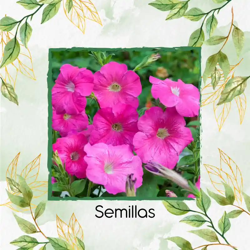 1.500 Semillas Orgánicas De Flor Petunia Rosa