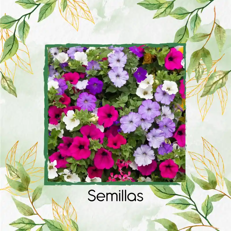 300 Semillas Orgánicas De Flor Petunia Péndula