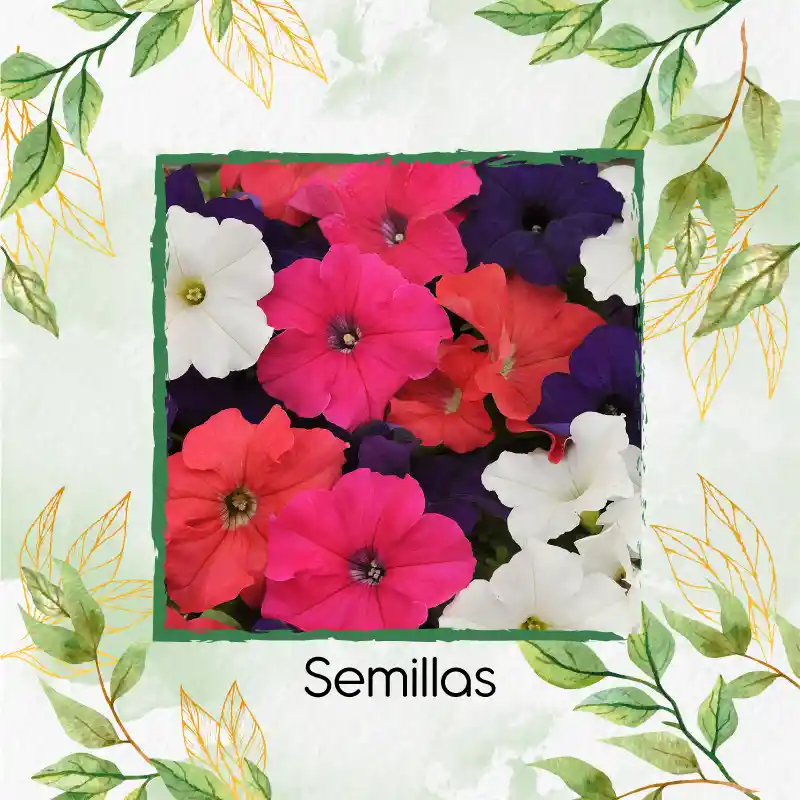 300 Semillas Orgánicas De Flor Petunia Péndula