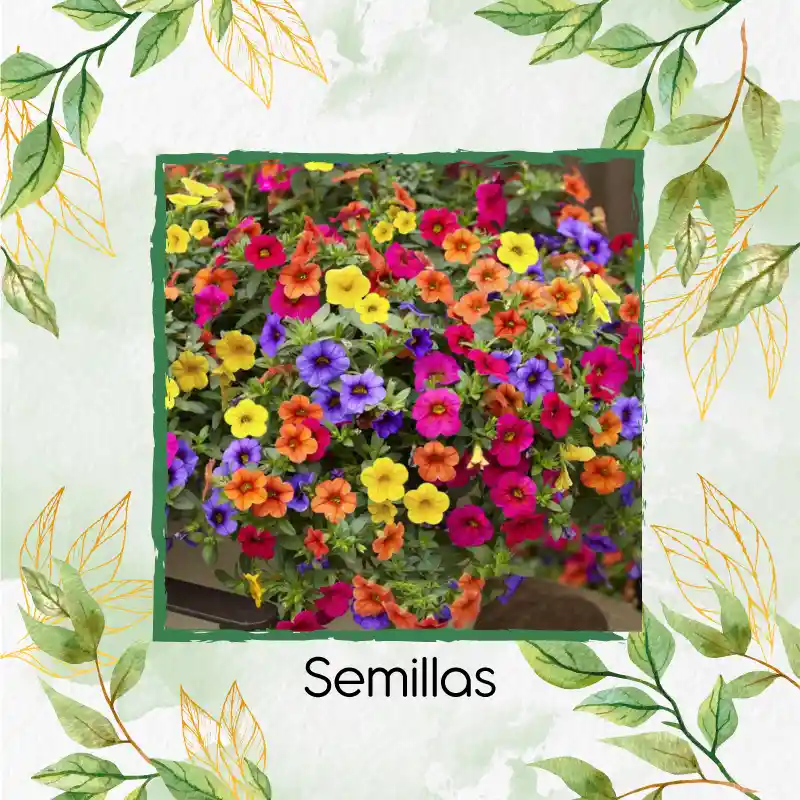 300 Semillas Orgánicas De Flor Petunia Péndula