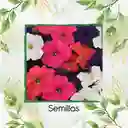 1.200 Semillas Orgánicas De Flor Petunia Péndula