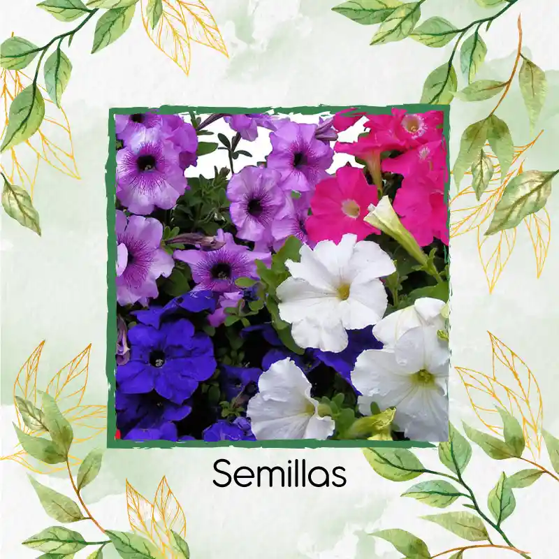 1.200 Semillas Orgánicas De Flor Petunia Péndula