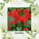 13 Semillas Orgánicas De Flor Salvia Fuego De San Juan