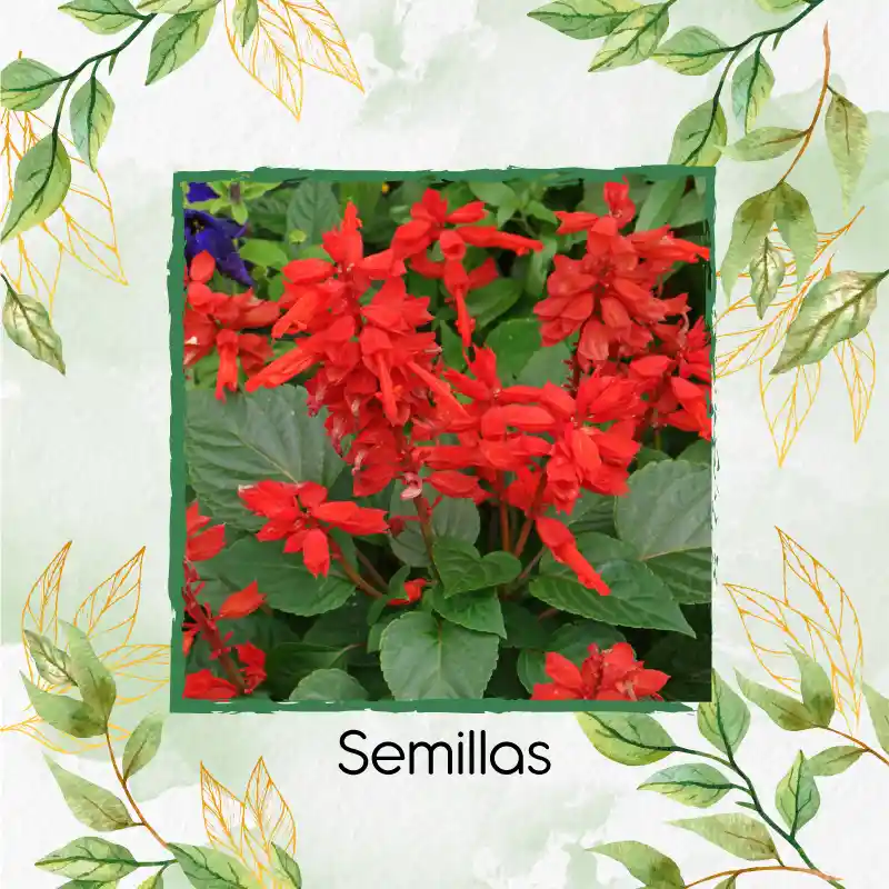 13 Semillas Orgánicas De Flor Salvia Fuego De San Juan