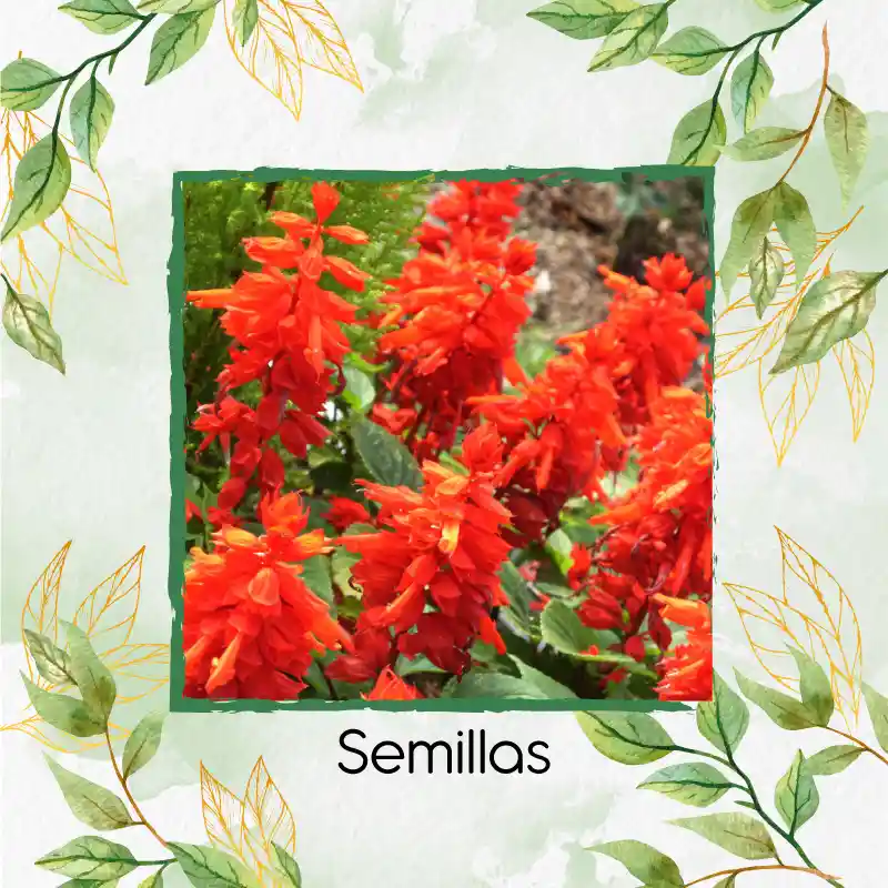 13 Semillas Orgánicas De Flor Salvia Fuego De San Juan