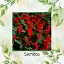 13 Semillas Orgánicas De Flor Salvia Fuego De San Juan