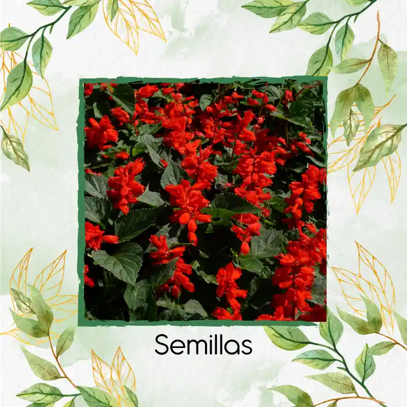 13 Semillas Orgánicas De Flor Salvia Fuego De San Juan