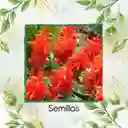 500 Semillas Orgánicas De Flor Salvia Fuego De San Juan