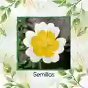 200 Semillas Orgánicas De Flor Spiegeleitje