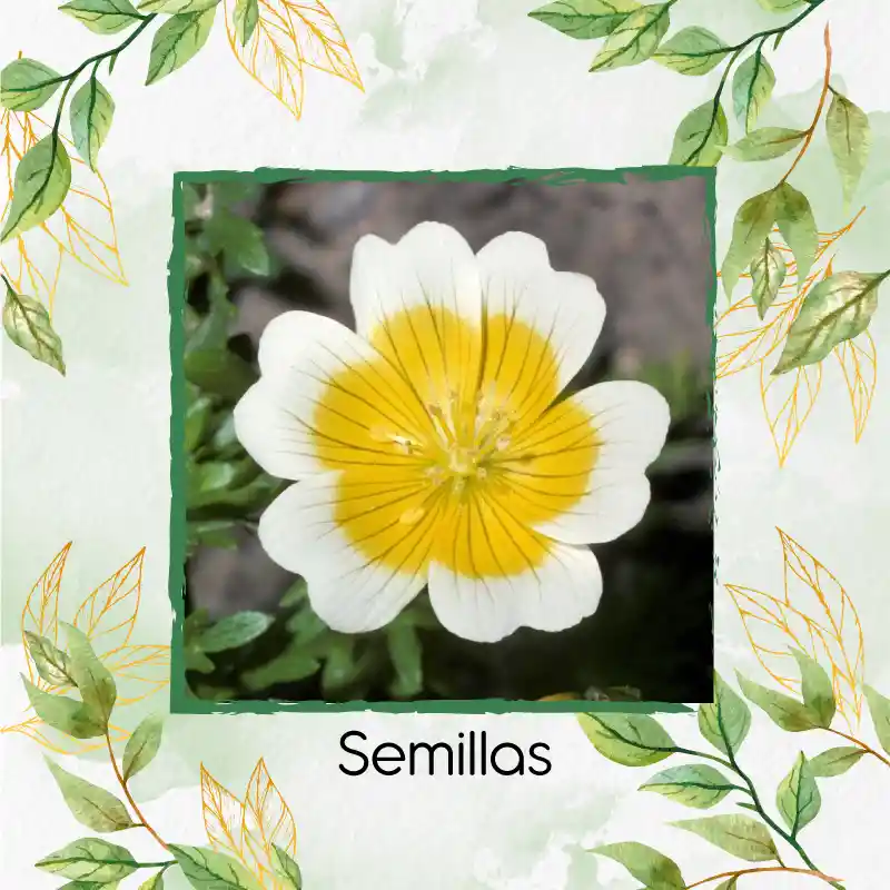 200 Semillas Orgánicas De Flor Spiegeleitje