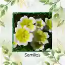 200 Semillas Orgánicas De Flor Spiegeleitje