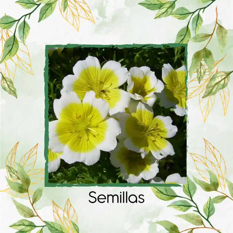 200 Semillas Orgánicas De Flor Spiegeleitje