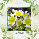 200 Semillas Orgánicas De Flor Spiegeleitje