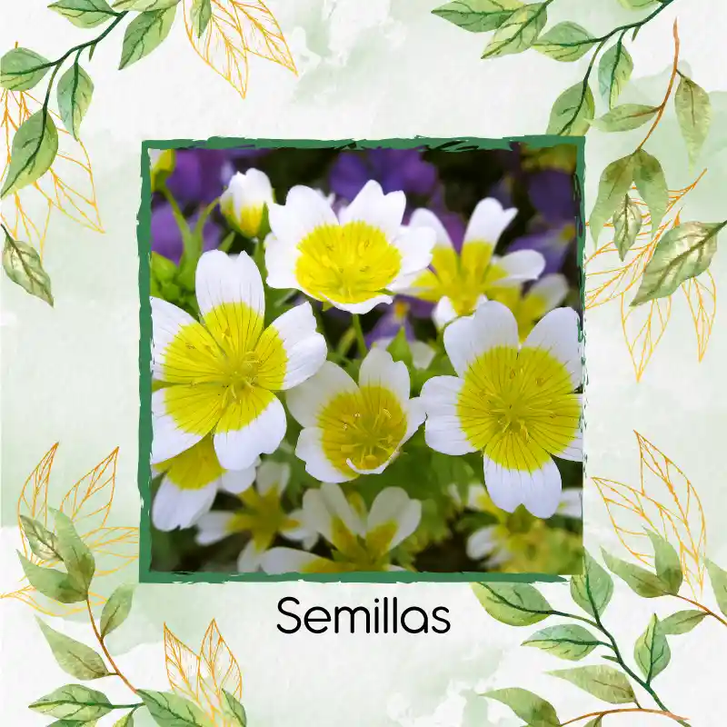 200 Semillas Orgánicas De Flor Spiegeleitje