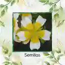 200 Semillas Orgánicas De Flor Spiegeleitje