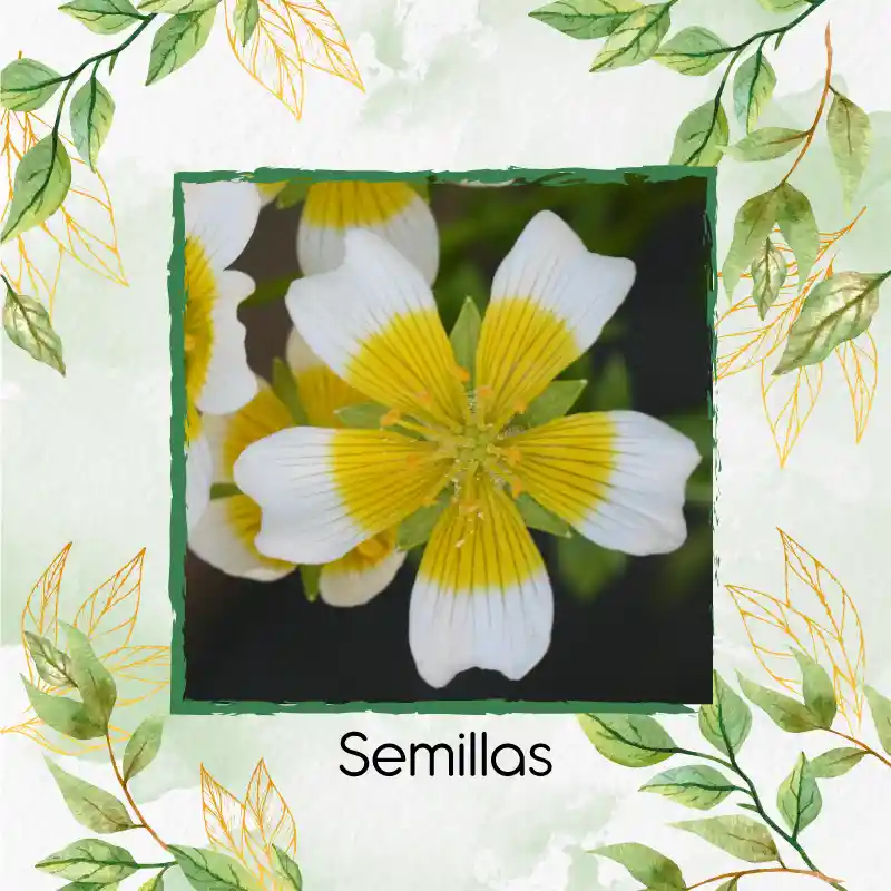 200 Semillas Orgánicas De Flor Spiegeleitje